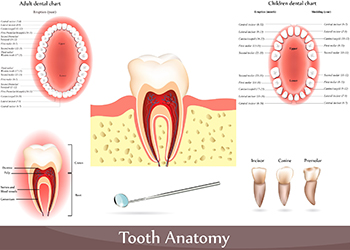 Anatomy of the Tooth